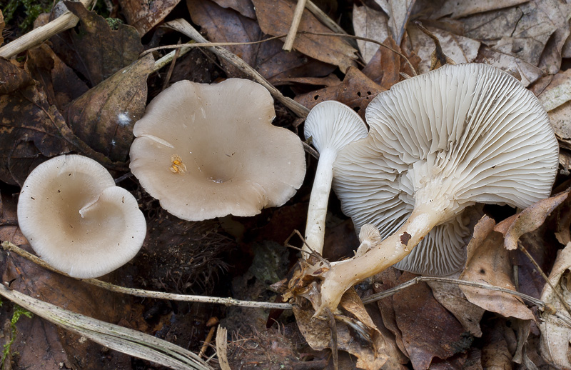 Clitocybe subspadicea